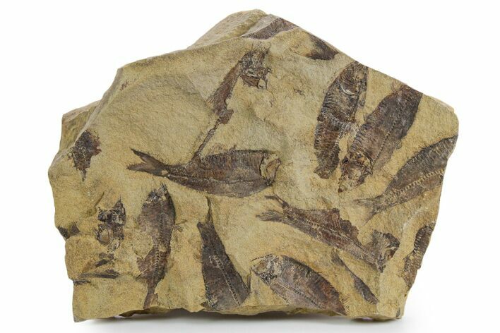 Fossil Fish (Gosiutichthys) Mortality Plate - Wyoming #357178